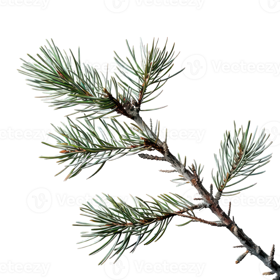 twig of a tree transparent background png
