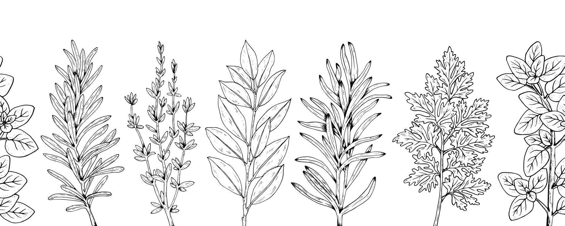 Graphics botanical seamless horizontal pattern with rosemary, thyme, tarragon, parsley, laurel, oregano. Black line stripe with herbs and spices. Two versions - with and without filling vector