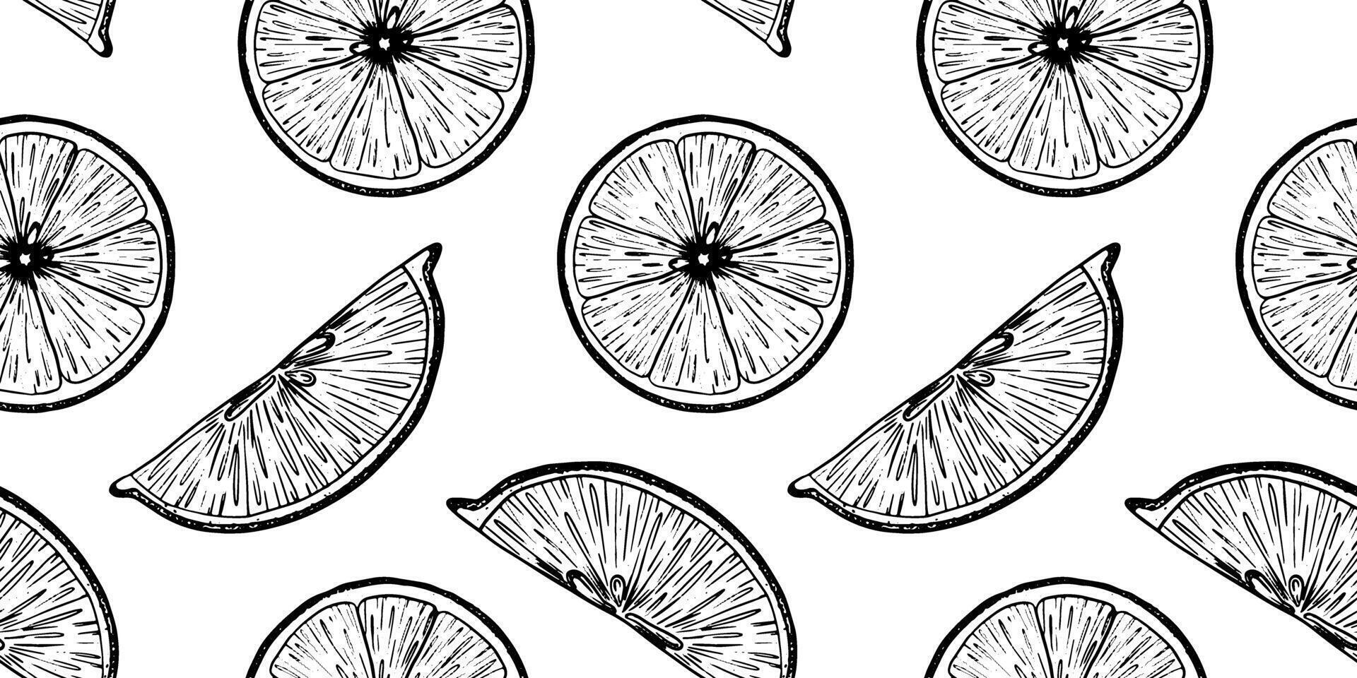 Lemon Slices. Hand drawn Sketch illustration of Lemon pulp. Seamless pattern of black ink outline of citrus fruit. Background for menu, package, cosmetic, textile vector