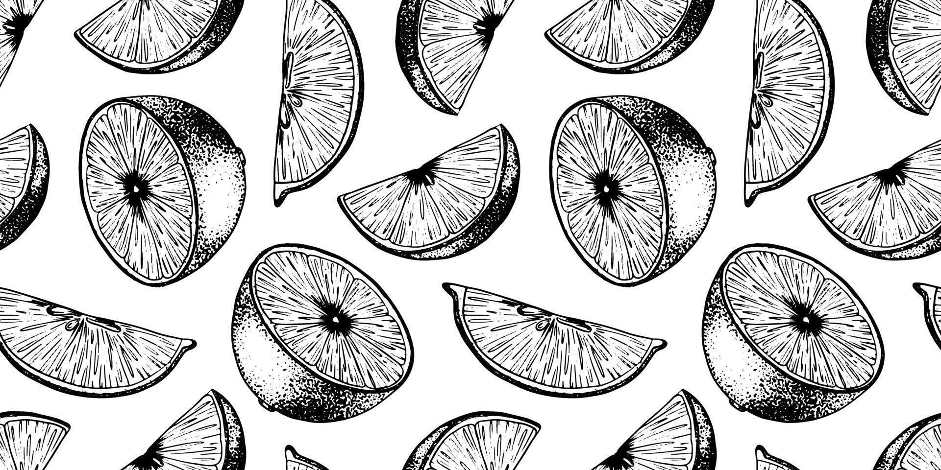 Seamless pattern of Lemon Slices. Hand drawn Sketch illustration of Lemon pulp. Black ink outline of citrus fruit. Background for menu, package, cosmetic, textile vector