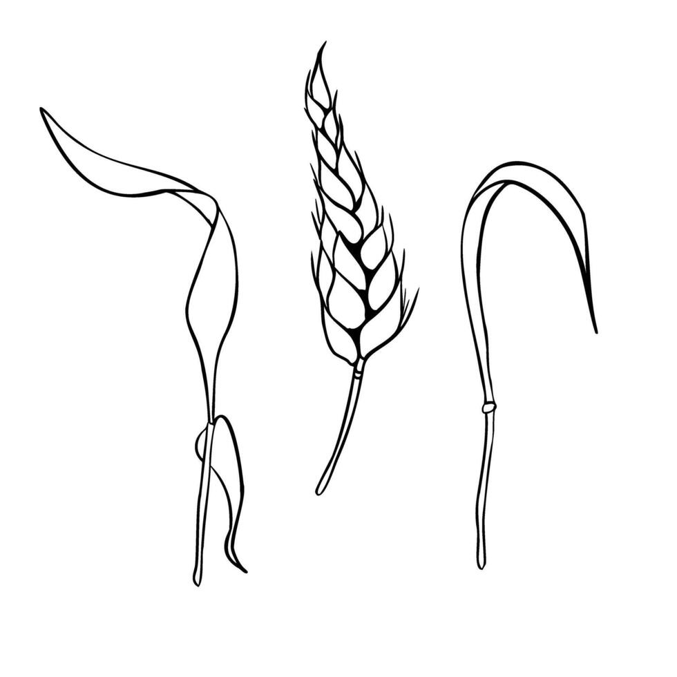 Wheat ear and stalks monochrome outline illustration isolated. Set of spikelet rye, barley stems black white silhouette hand drawn by ink for design natural product, label grocery, bakery. vector