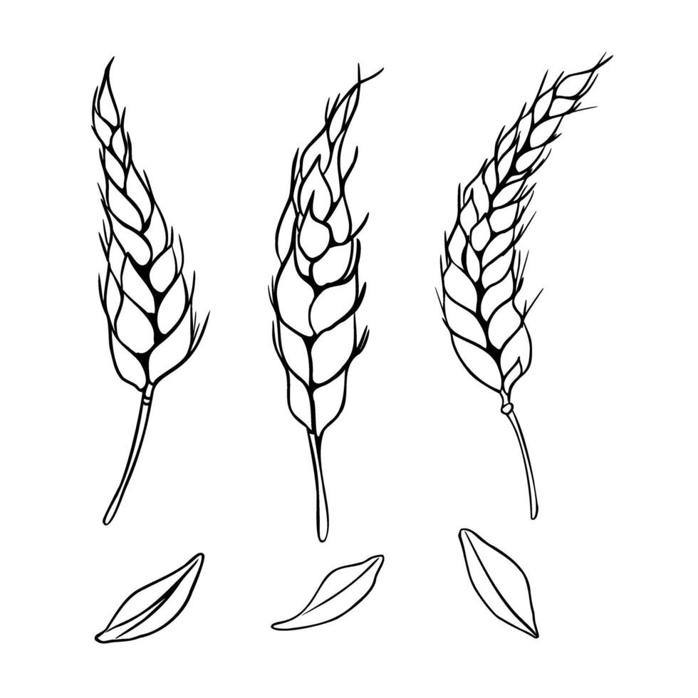 Wheat ear and grains monochrome outline illustration isolated. Set of spikelet rye, barley black white silhouette hand drawn by ink for design beer label, natural product, grocery, bakery. vector