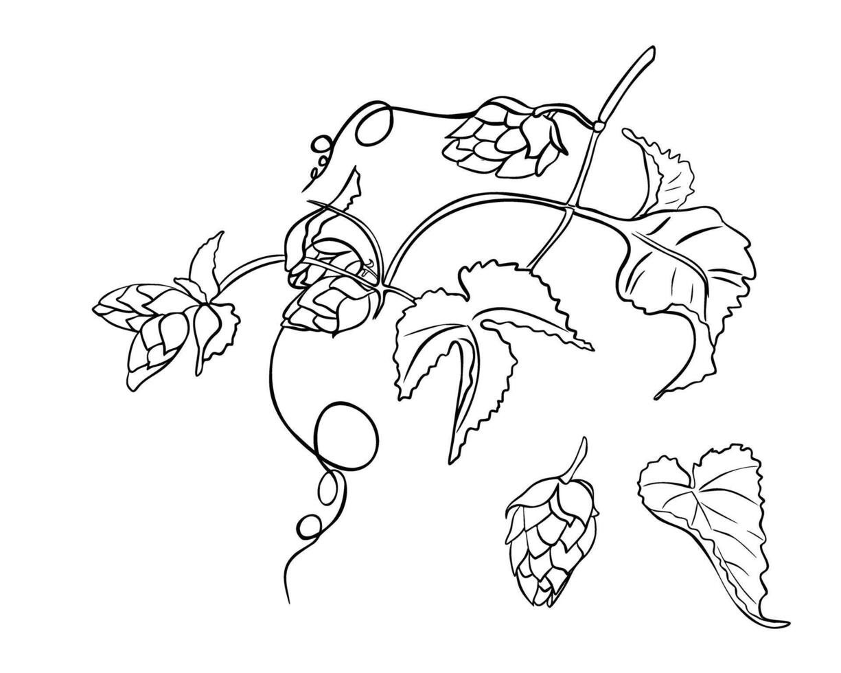 Hop vine, humulus plant black white silhouette illustration isolated. Hop cones on branch leaves contour hand drawn in botanical sketch for design beer label, herbal packaging, Oktoberfest. vector
