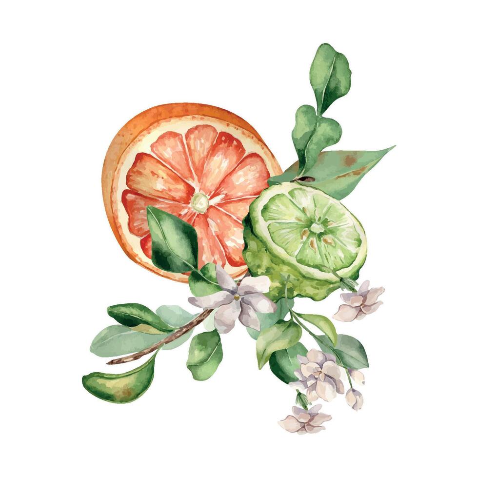 Citrus fruits and jasmine branch watercolor illustration isolated on white. Bergamot hand drawn. Fresh summer composition with sliced citrus ripe drawing. Design for packaging, label aroma product. vector