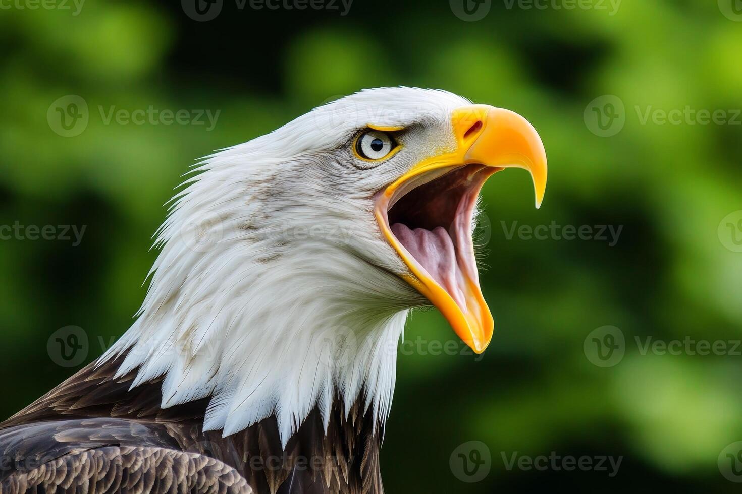 Side profile of a bald eagle in mid-screech - the sharp beak open with feathers ruffled. AI generate photo