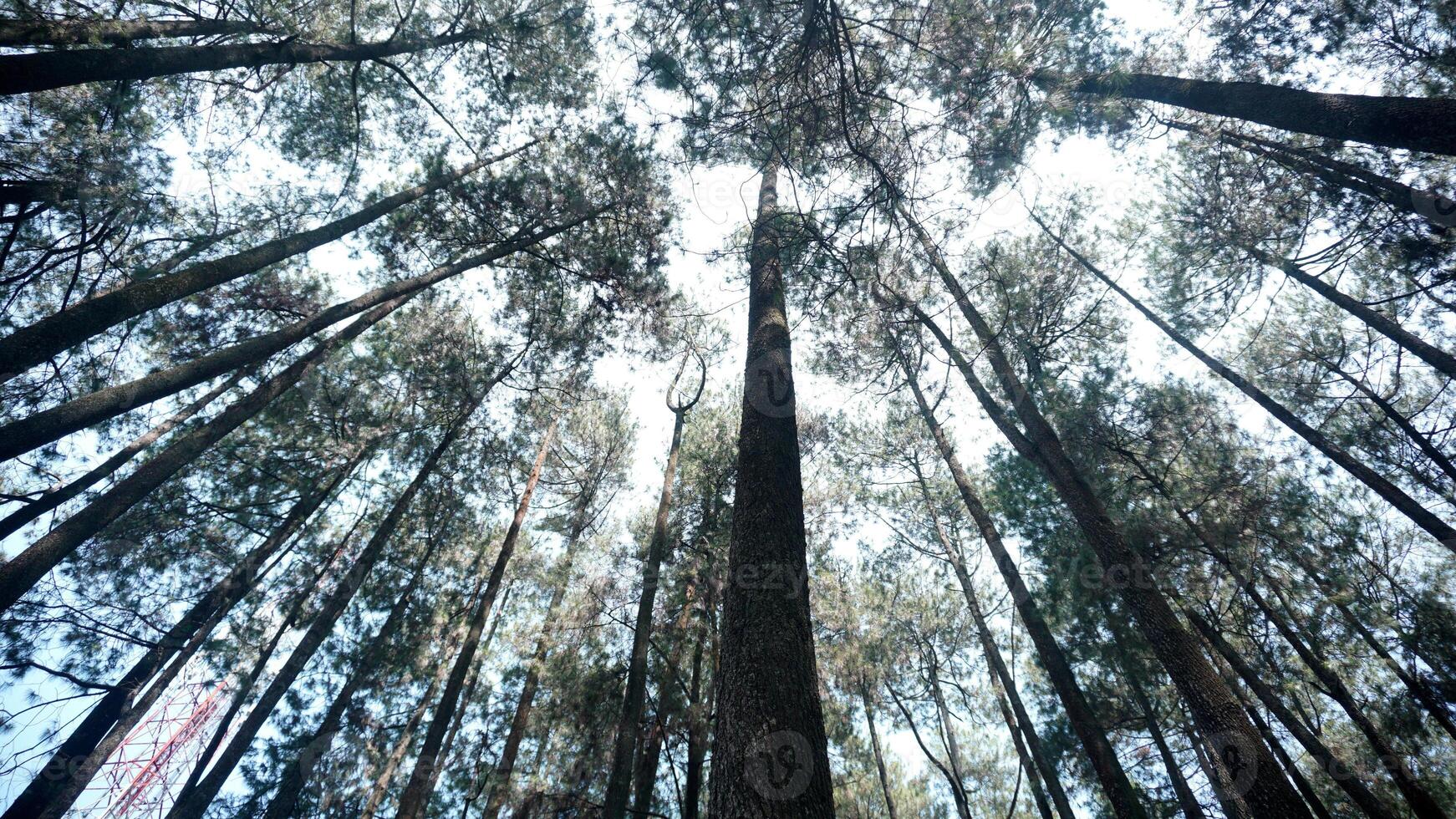 Pine trees in the forest, view from below into the sky photo