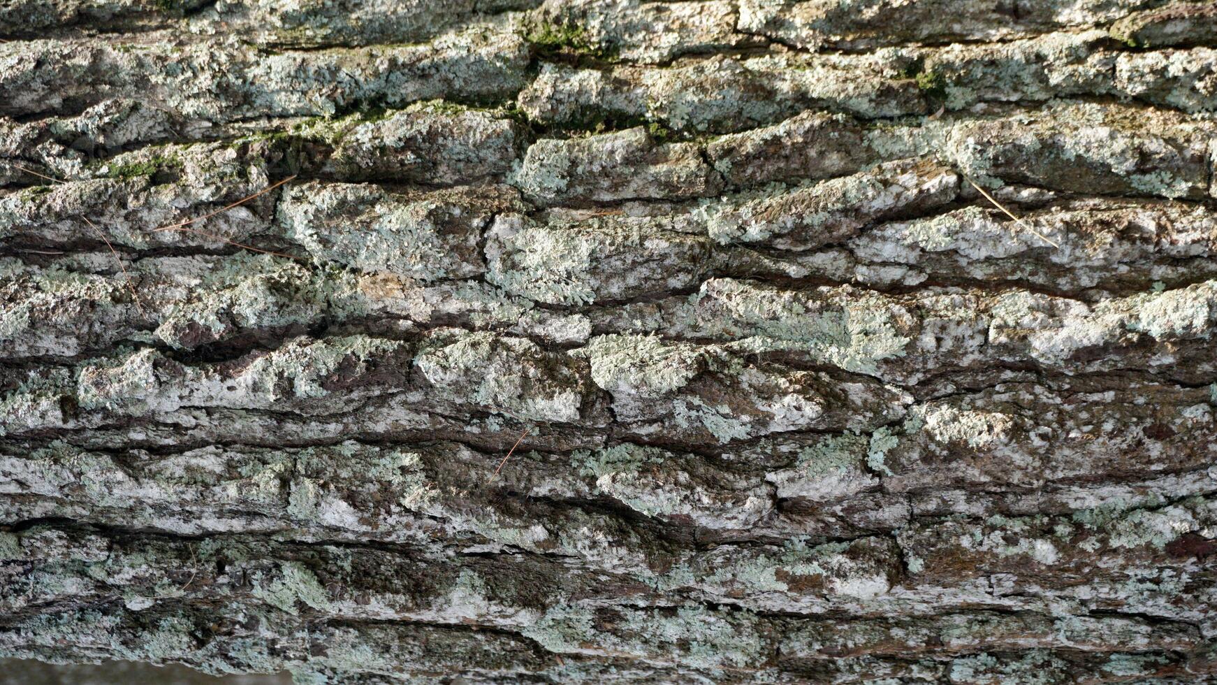 Embossed texture of the brown bark of a tree with green moss and lichen photo