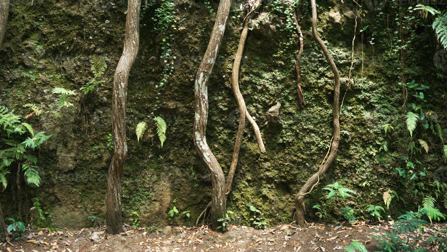 The roots of a tree in the jungle. Nature landscape environment. photo