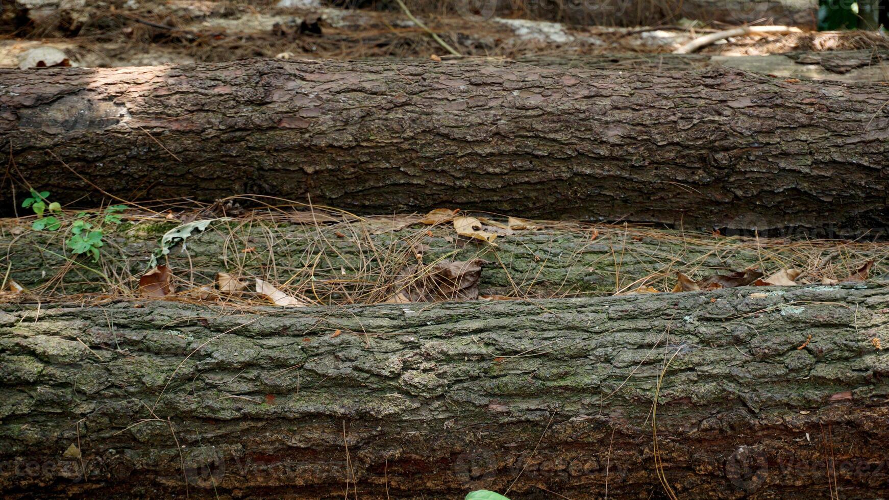 Arrangement of fallen tree trunks cut in the forest. Background of wood in the forest. photo