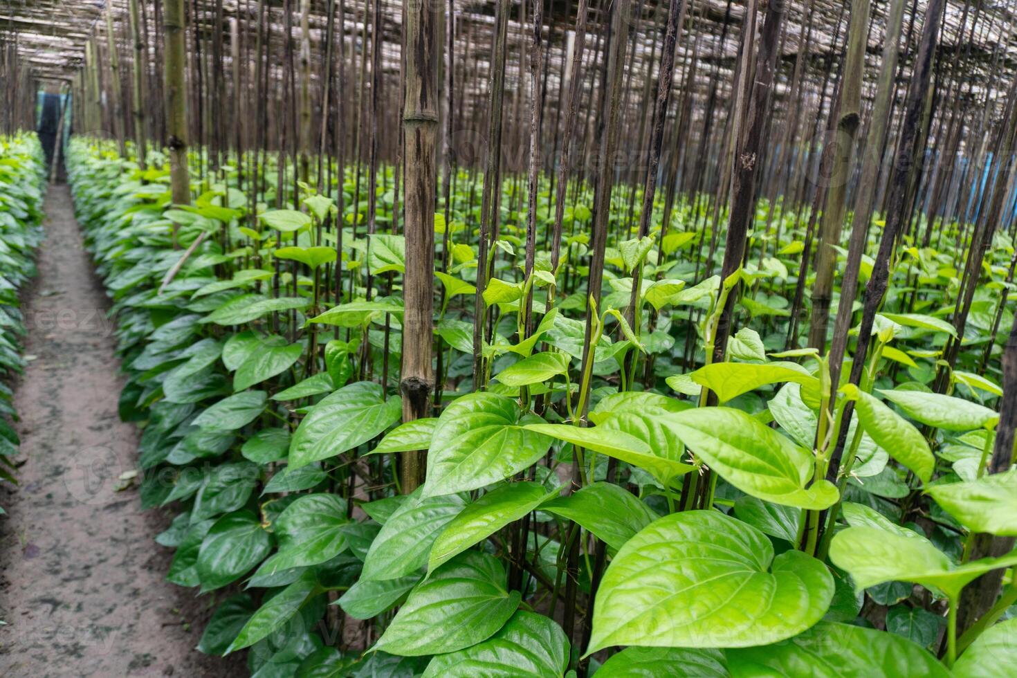 Glossy Foliage of Betel Pepper photo