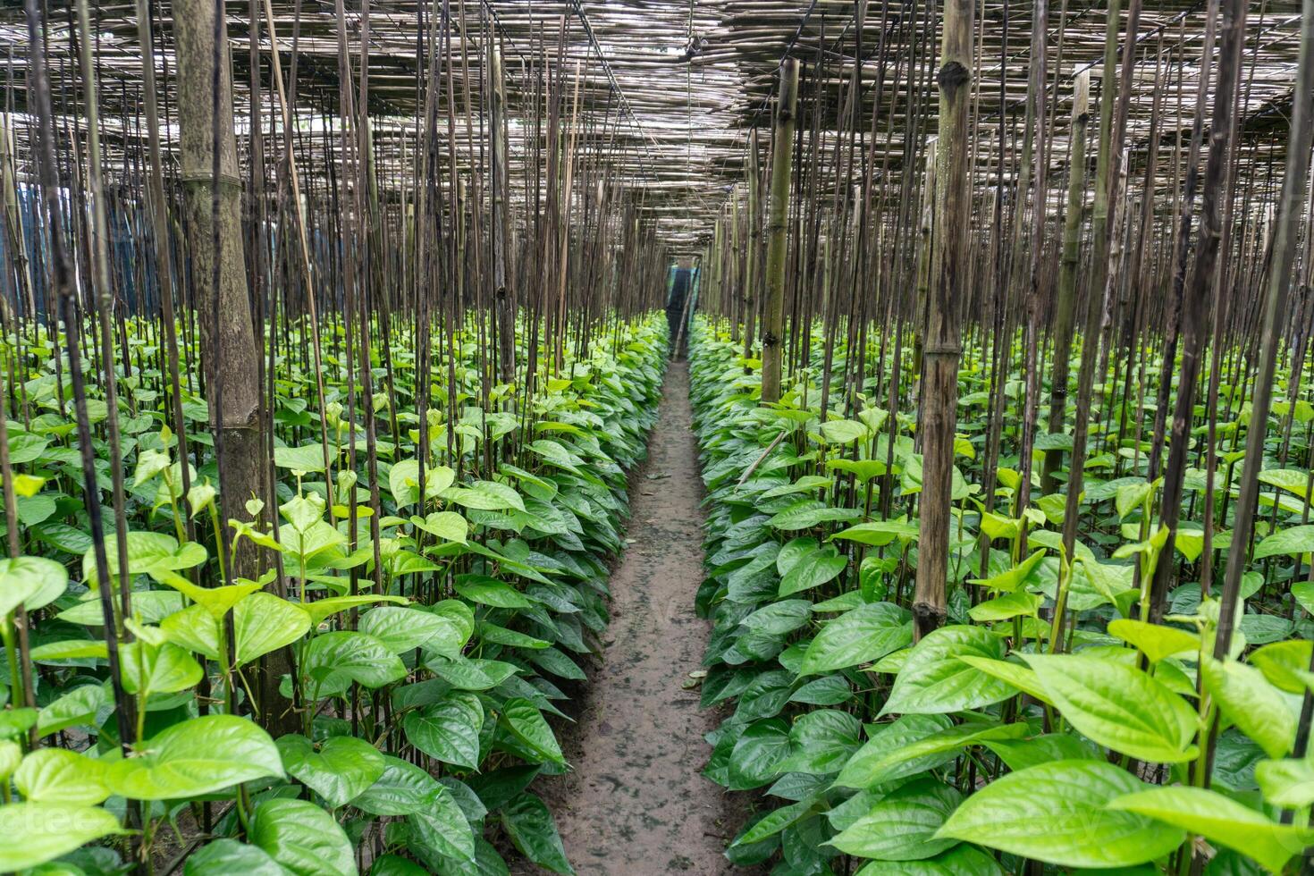 Glossy Foliage of Betel Pepper photo