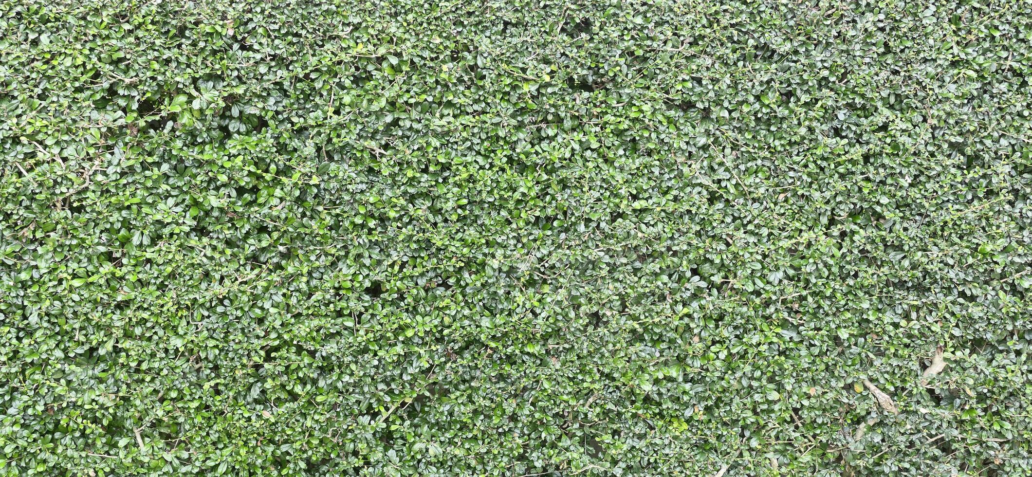 Backdrop and texture of green leaves natural wall photo