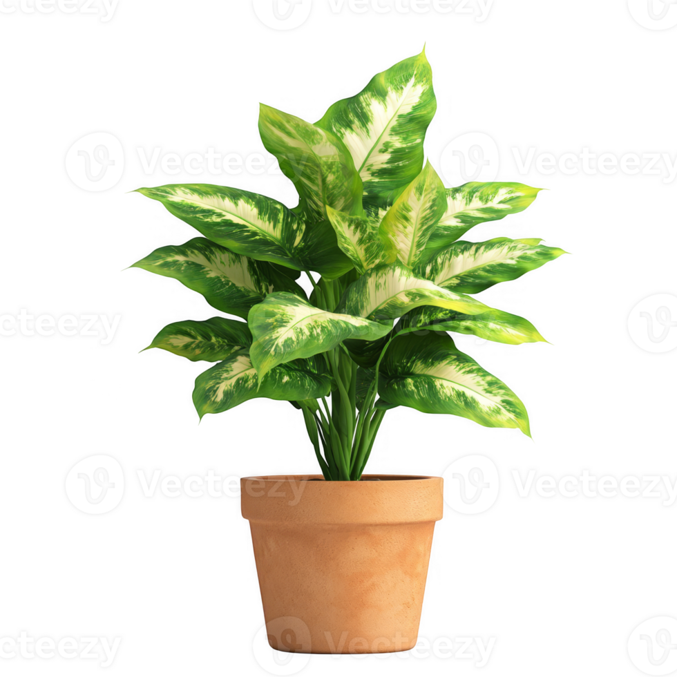 Dieffenbachia in flower pot transparent background png