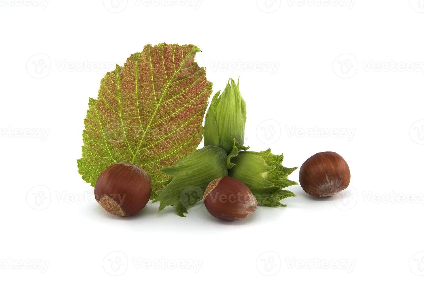 Ripe brown hazelnuts and young hazelnuts over white photo