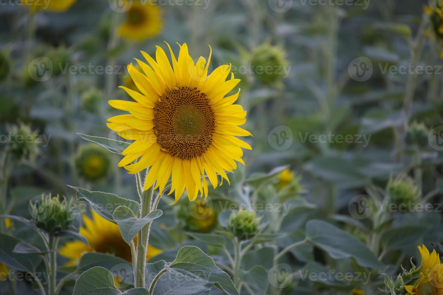 Vibrant sunflower field in full bloom under sunlight during summer photo