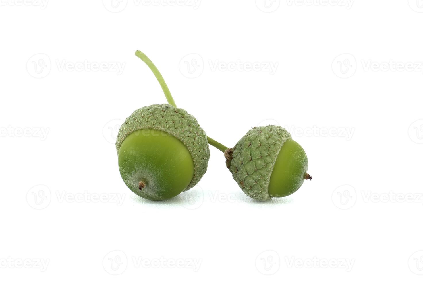 Green acorns displayed together isolated on white background photo