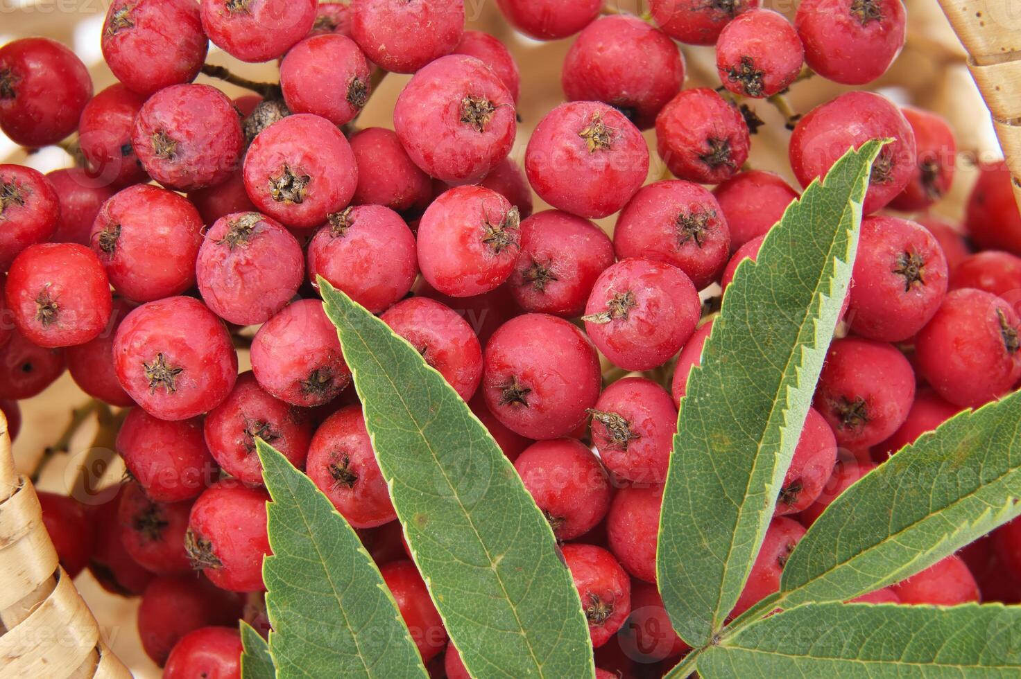 Bright red rowan berries with green leaves photo