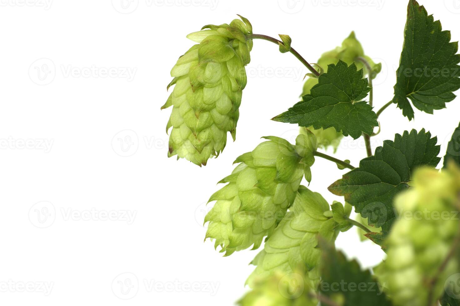 Detailed closeup of fresh green hops on vine over white background highlighting texture and vibrancy photo