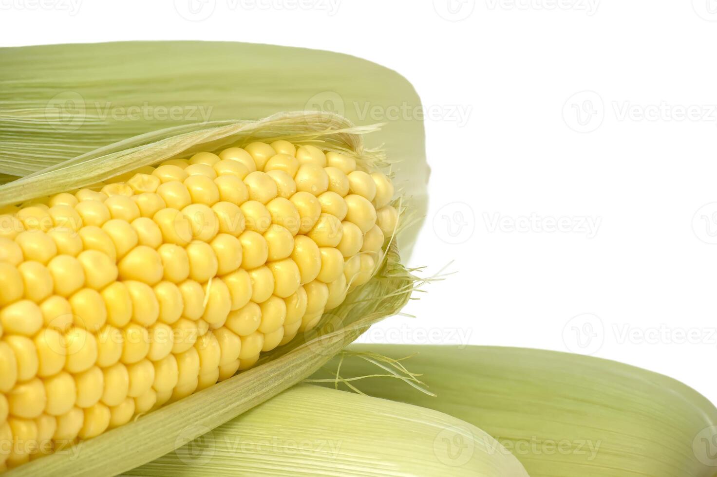Close-up of fresh yellow corn on the cob with green husks. Isolated on white background photo