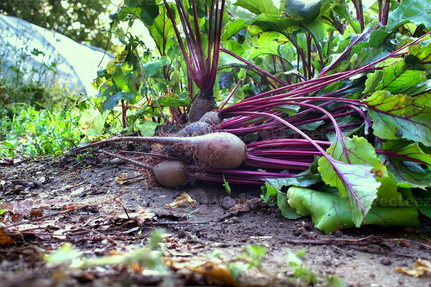 Freshly harvested beetroots showcasing healthy and natural homegrown produce photo