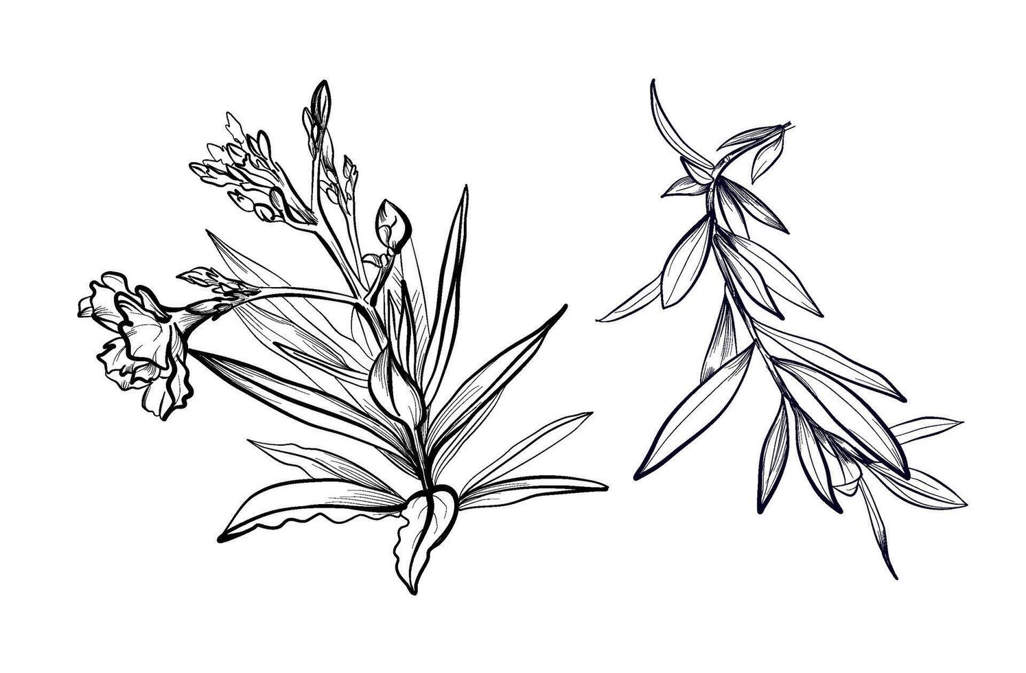 a set of hand-drawn oleander flowers illustration vector