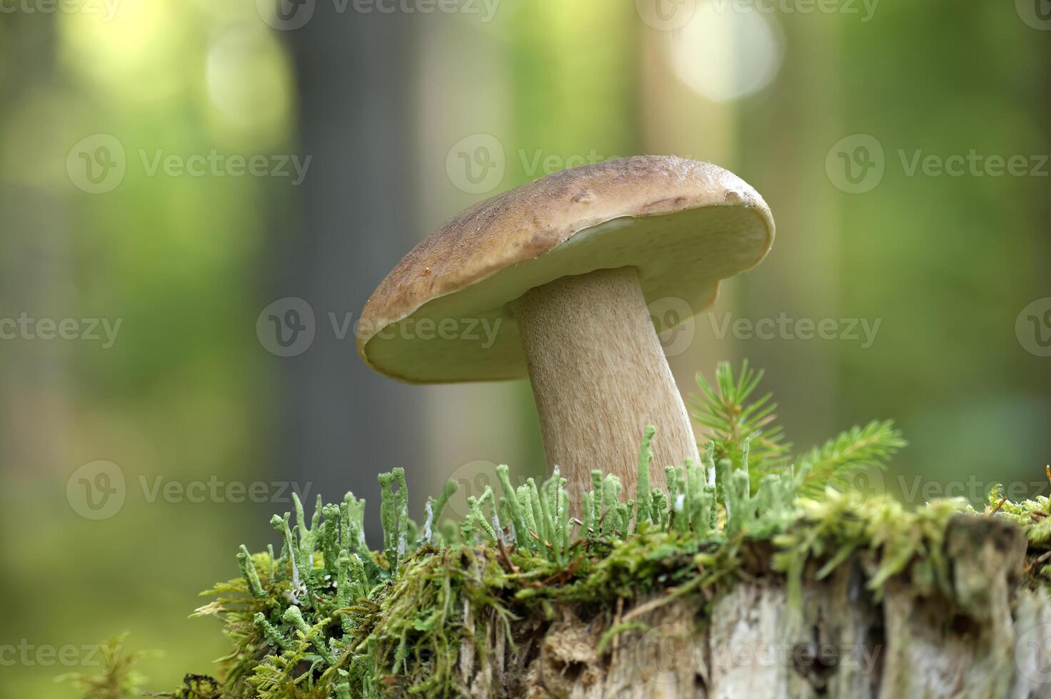 Wild cep mushroom growing in a green forest during daylight with beautiful bokeh background photo