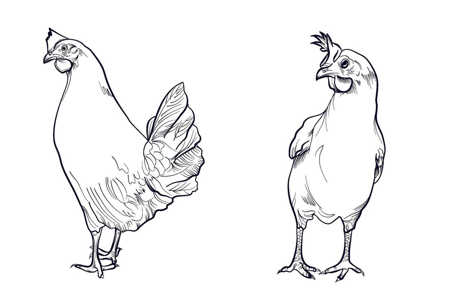 set of hand-drawn chicken, chicken vector