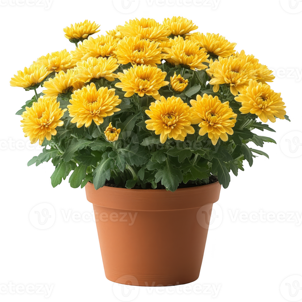 Autumn beautiful yellow flowers of chrysanthemum in the pot transparent background png