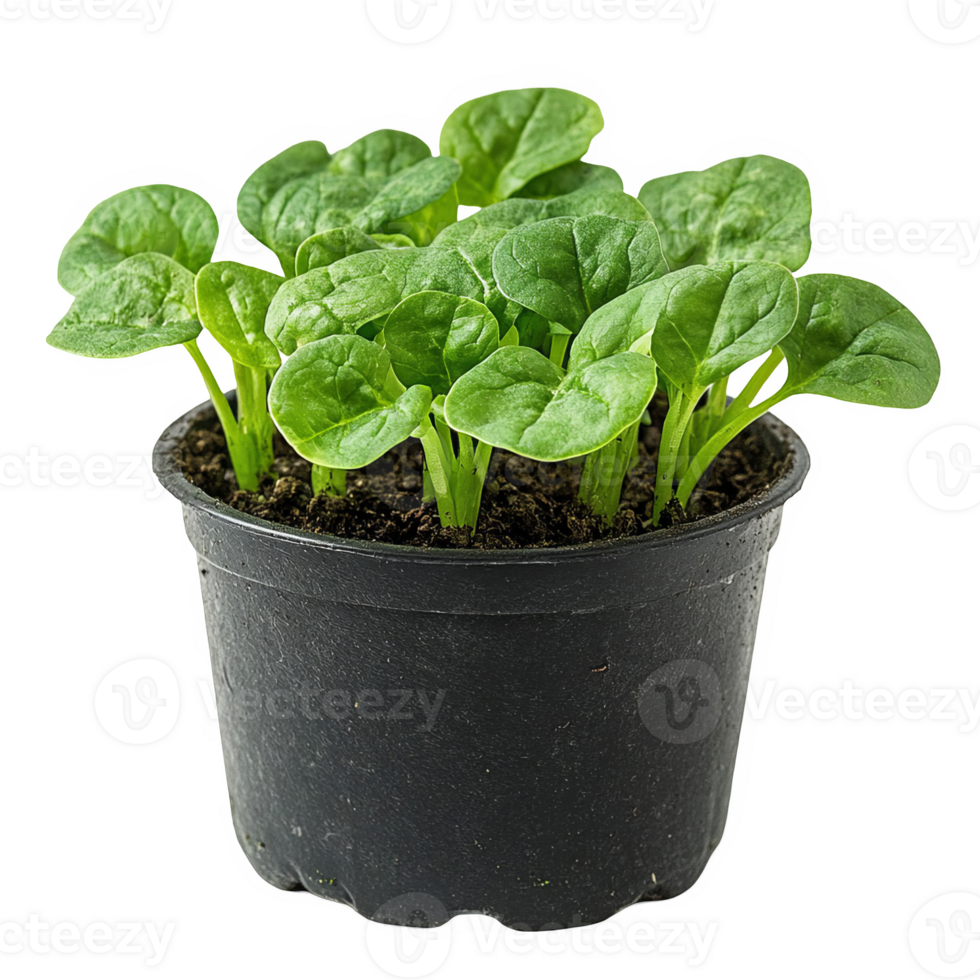 spinach seeds in a pot transparent background png