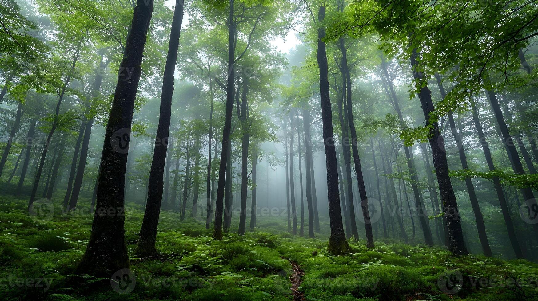 Shrouded in Mist A Captivating Glimpse into a Mystical Forest Landscape photo
