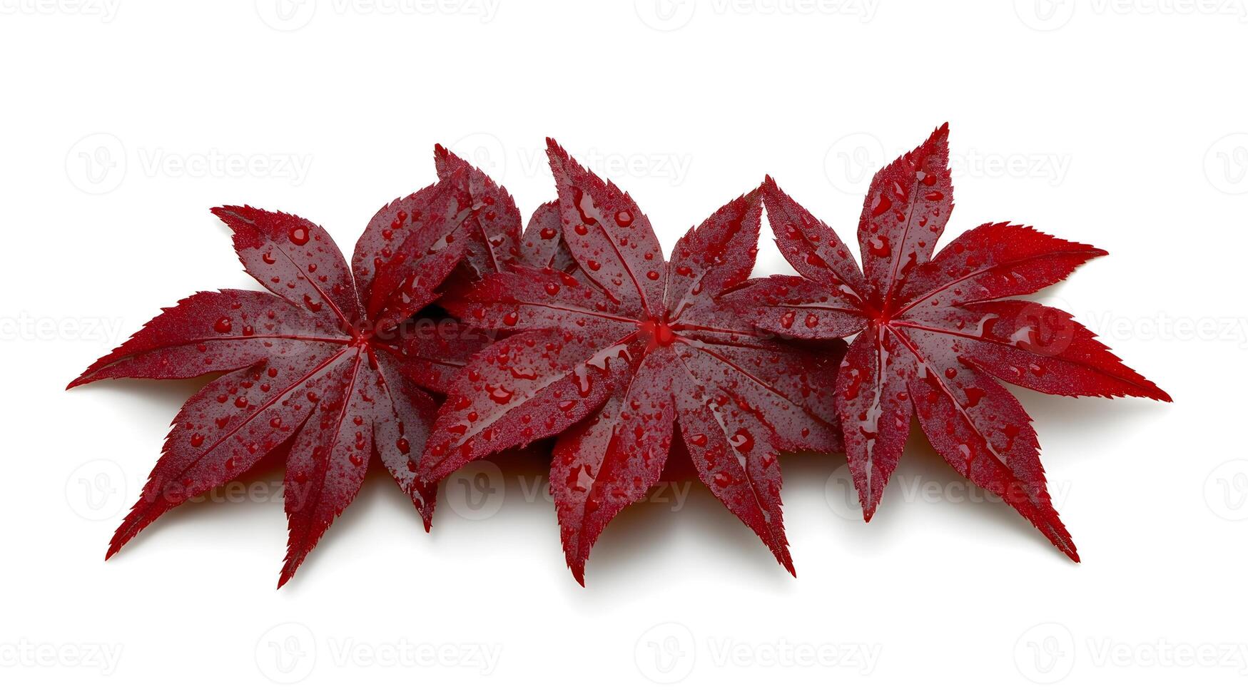 Delicate Japanese Maple Leaves in Vibrant Autumn Colors on White Background photo
