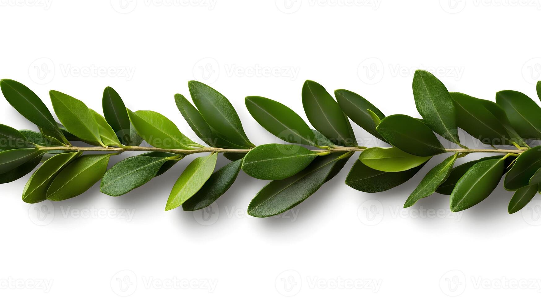 Elegant Olive Leaves Isolated on White Background Showcasing Natural Botanical Beauty photo