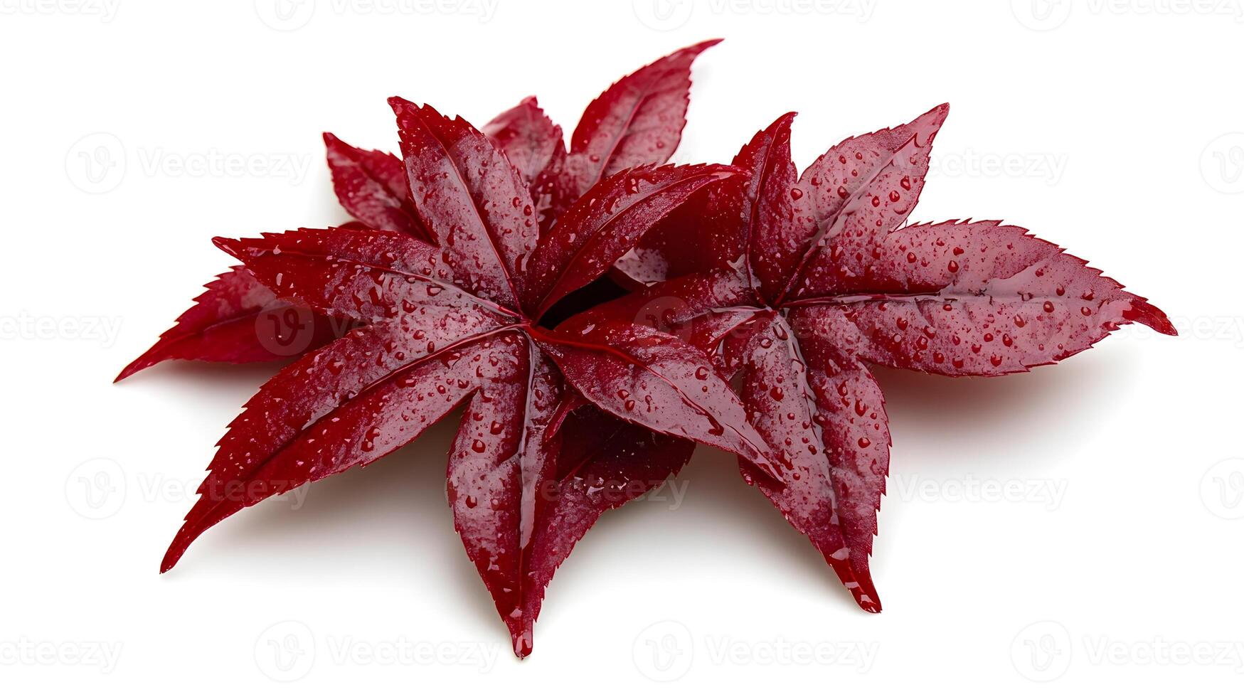 Delicate Japanese Maple Leaves Displayed on Clean White Background photo