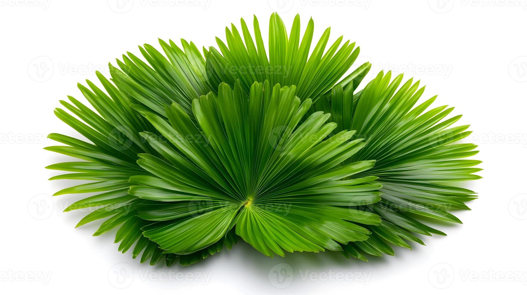 Lush tropical palm leaves isolated on a serene white background for relaxation and vacation photo