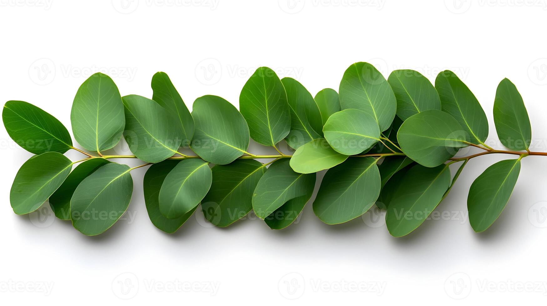 Peaceful Eucalyptus Leaves on a Serene White Background photo
