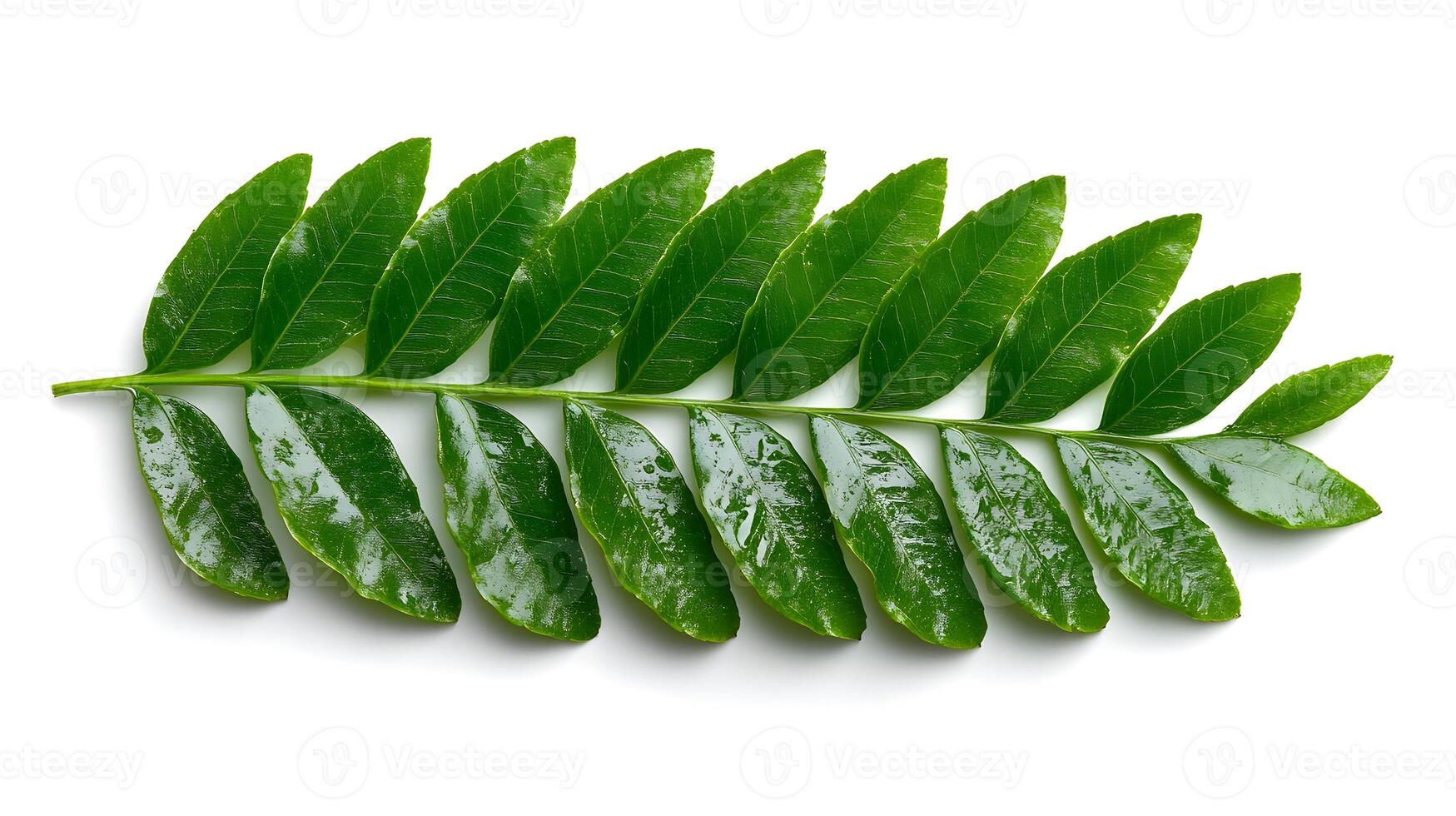 Delicate Fern Leaves Isolated on White Background with Botanical Charm and Natural Elegance photo