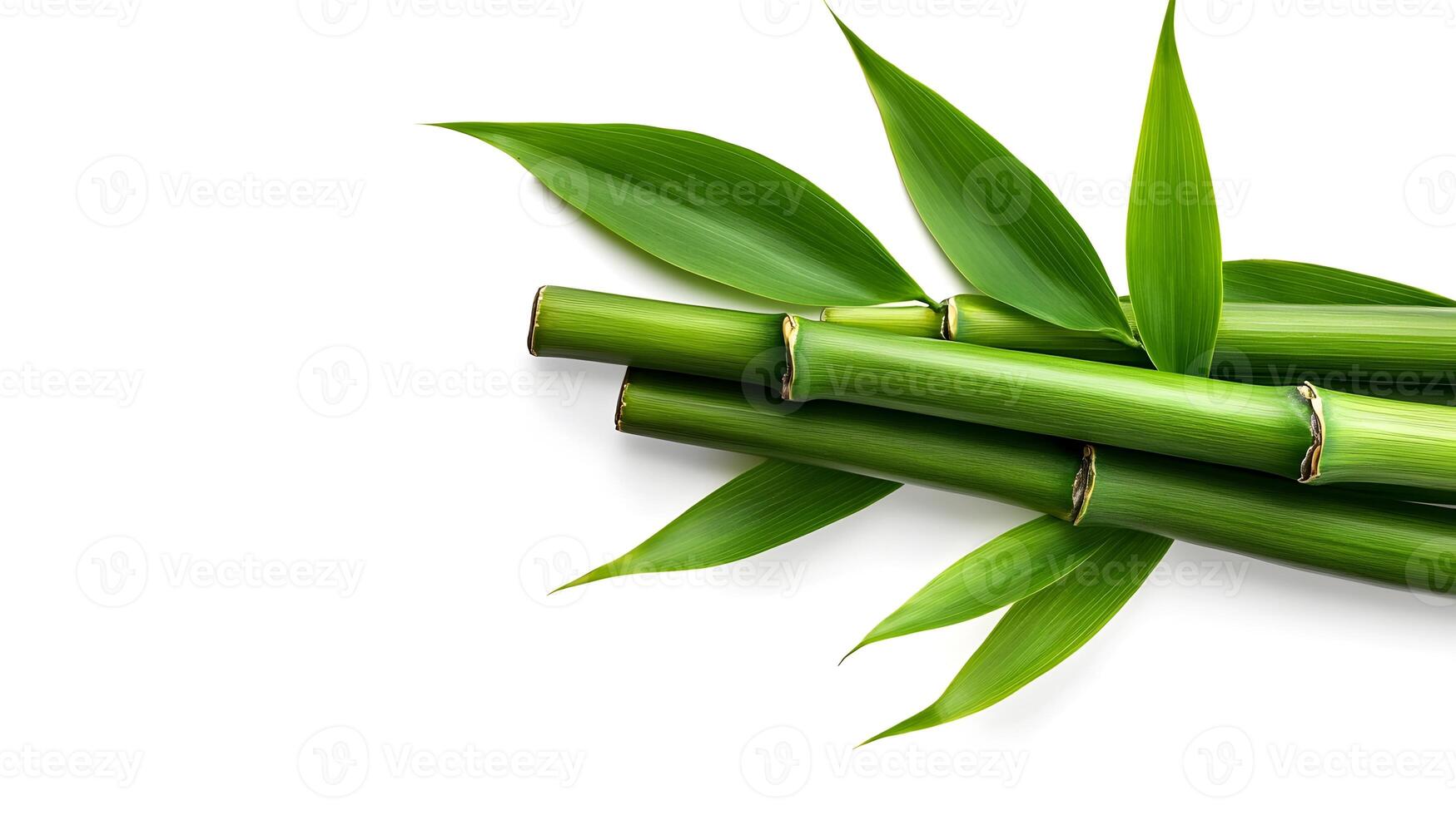Minimalist Bamboo Leaves Against Pristine White Background photo