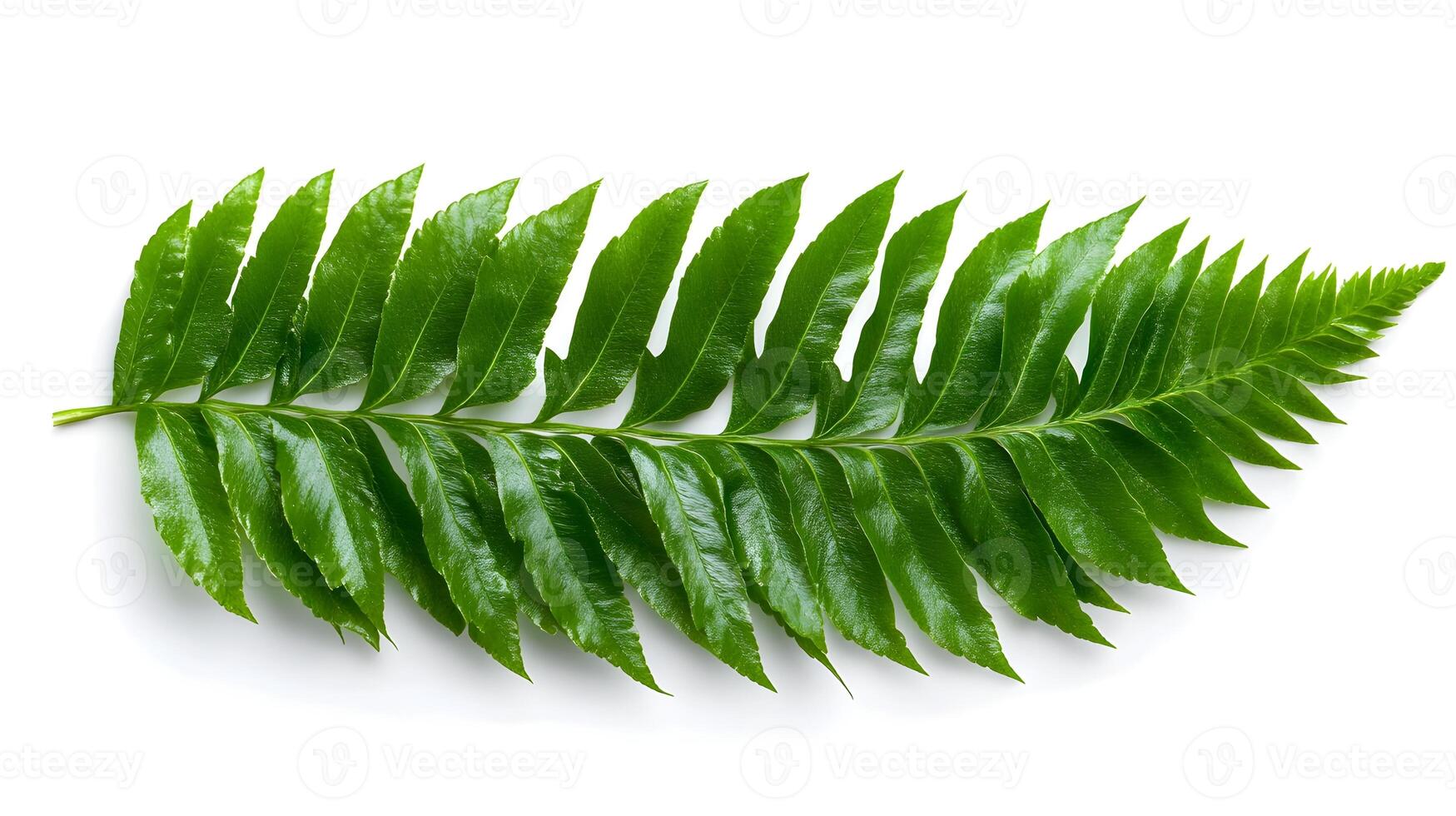 Exquisite Fern Leaves Framing a Tranquil Botanical Sanctuary photo