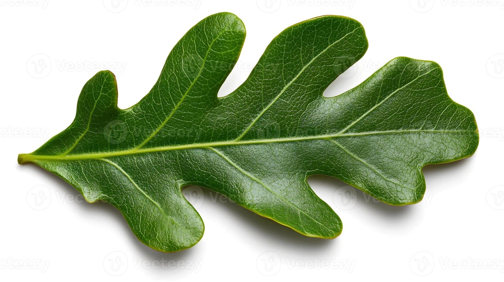 Striking Oak Leaves Isolated on Clean White Background Displaying Vibrant Autumn Foliage photo