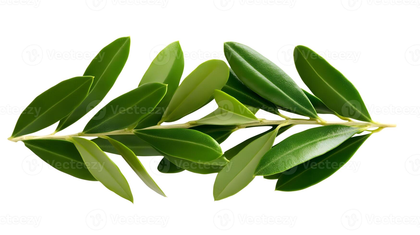 Elegant Olive Leaves Suspended on Pristine White Background photo