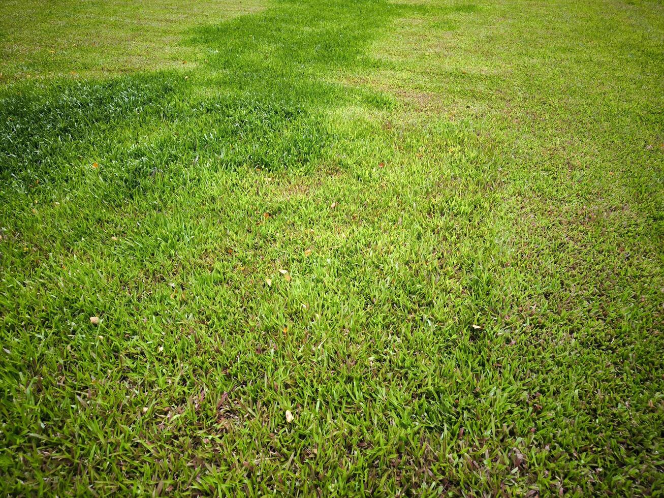 Green grass texture background. concept used for making green background photo