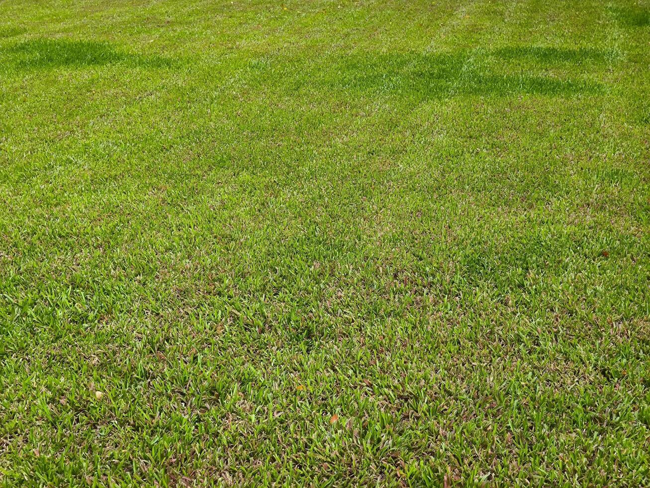 Green grass texture background. concept used for making green background photo
