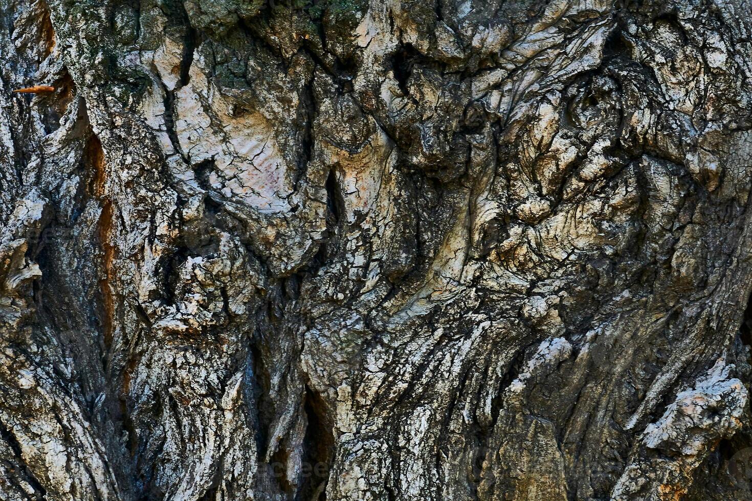 Wrinkled bark of an old tree. Wooden background photo