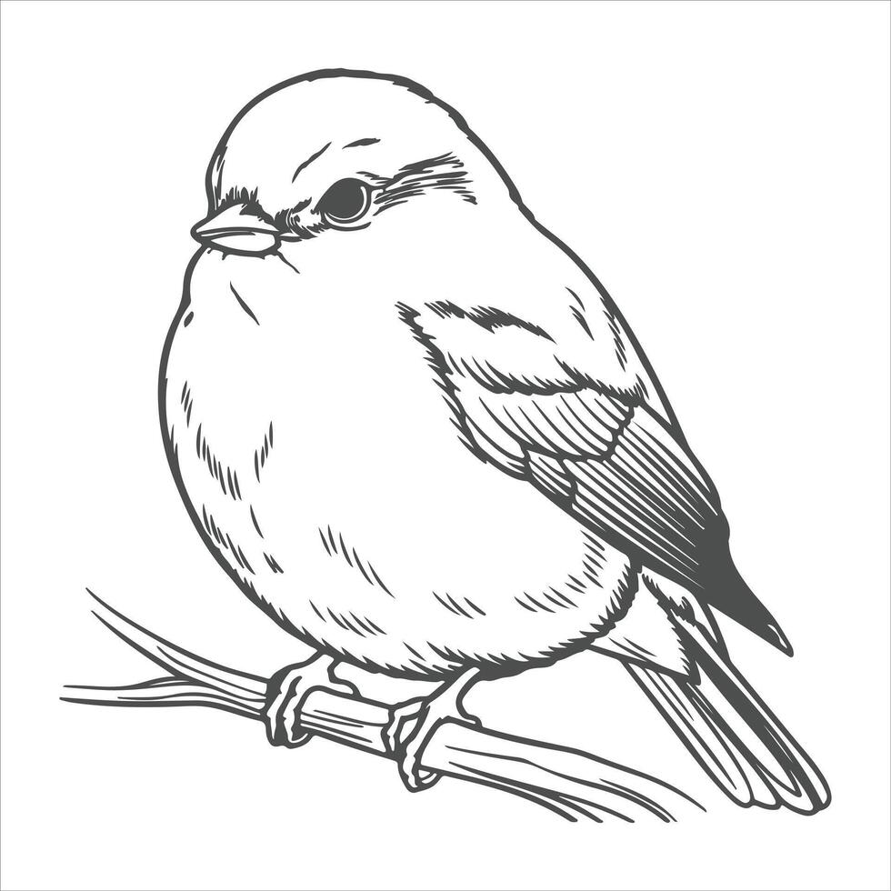 a attractive bird outline vector