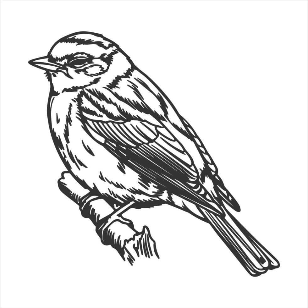a beautiful bird outline for child vector
