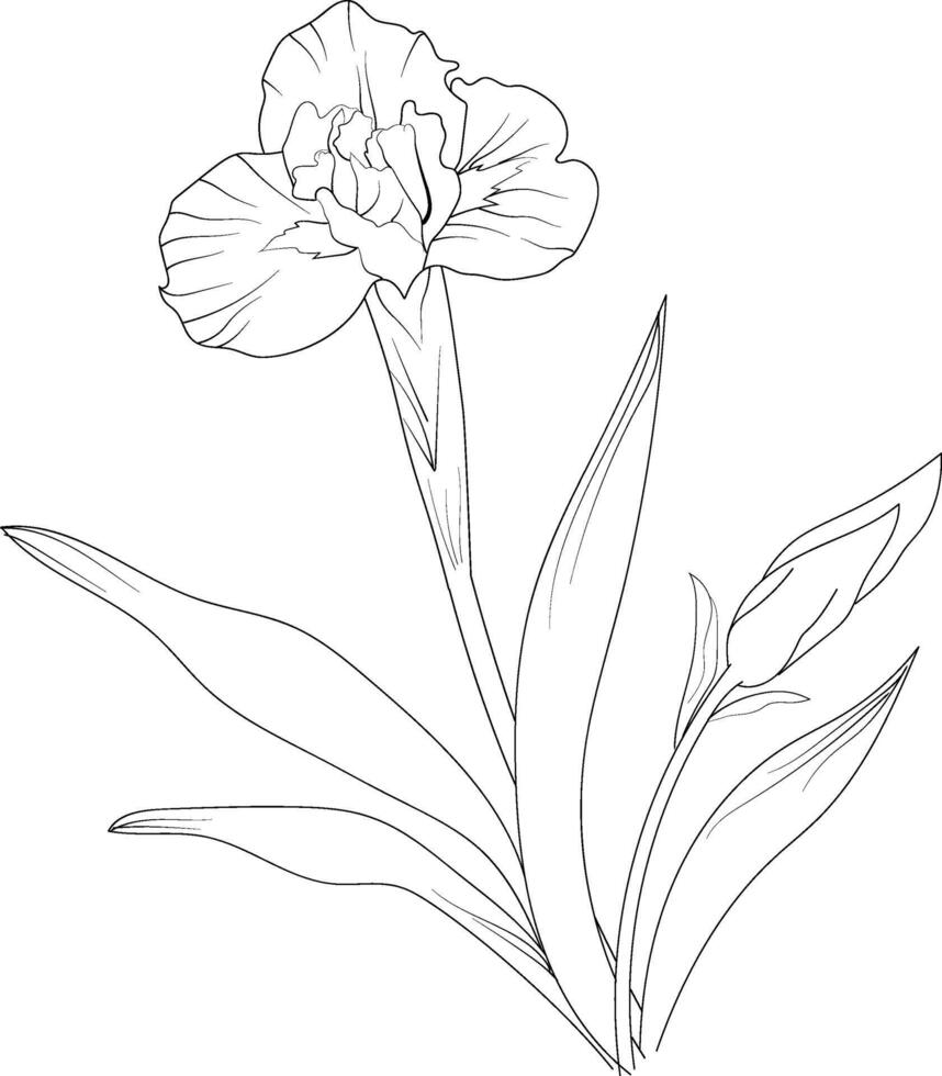 Iris cathartica isolated, hand-drawn floral element. illustration bouquet of Iris, sketch art beautiful Iris flower tattoo, coloring page for adults, botanical Iris drawing, purple Iris drawing vector