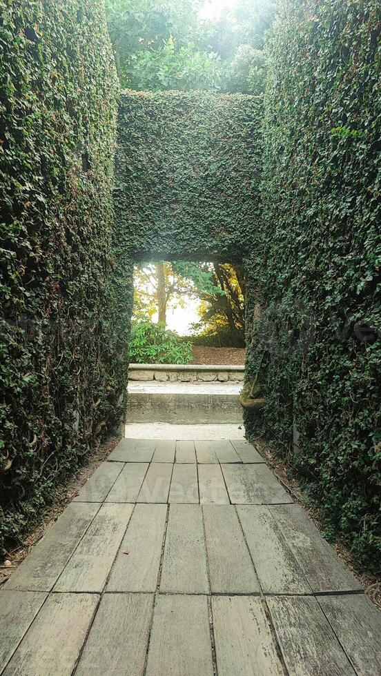 corridor of green bushes with an exit in the Central Park of Porto, Portugal. The concept of enlightenment at the end of a long difficult path photo