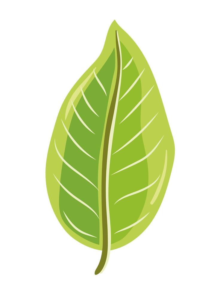 Tropical leaf hand drawn illustration for eco-friendly design vector