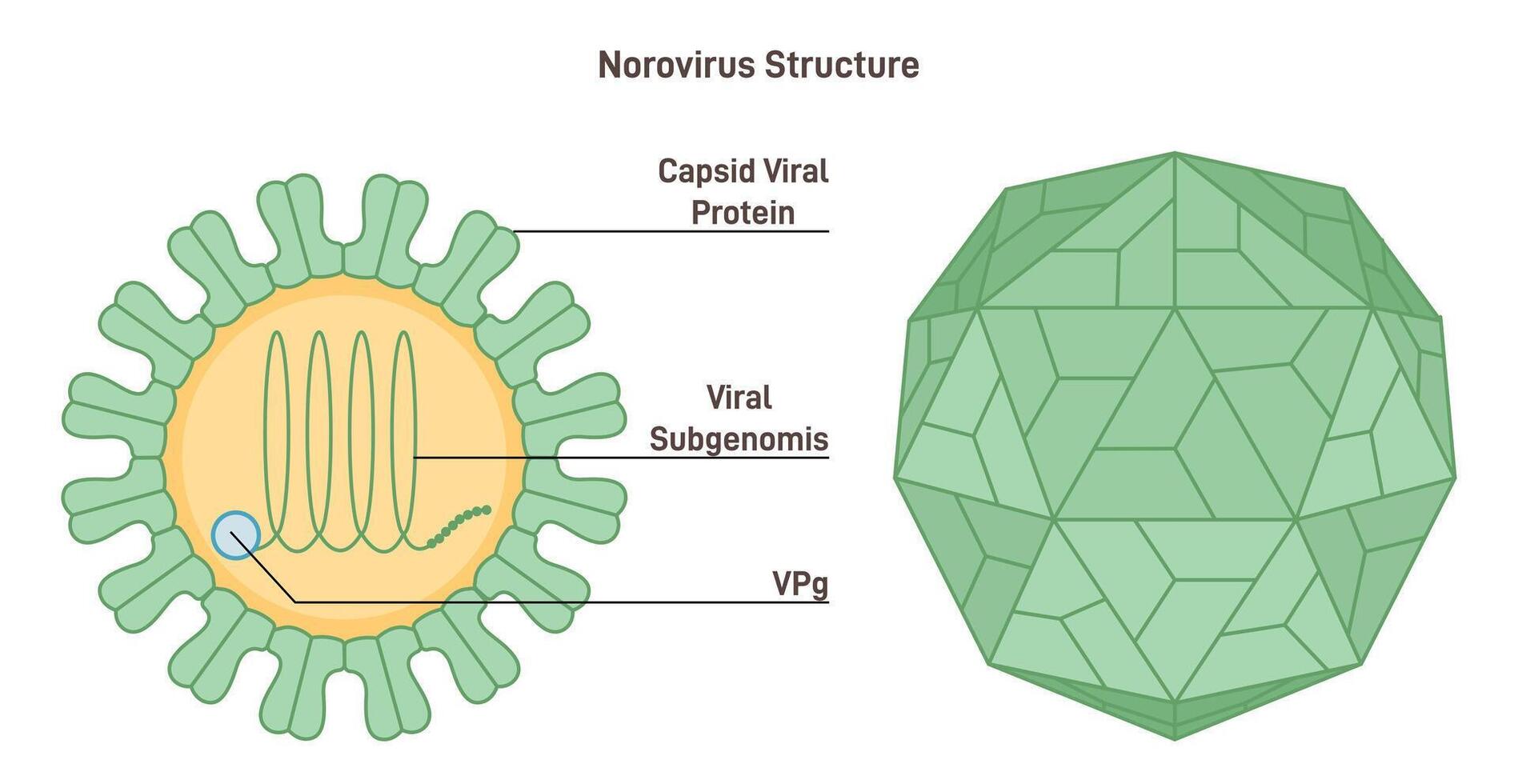 Norovirus strucutre. Microscopic model of winter vomiting disease pathogen. vector