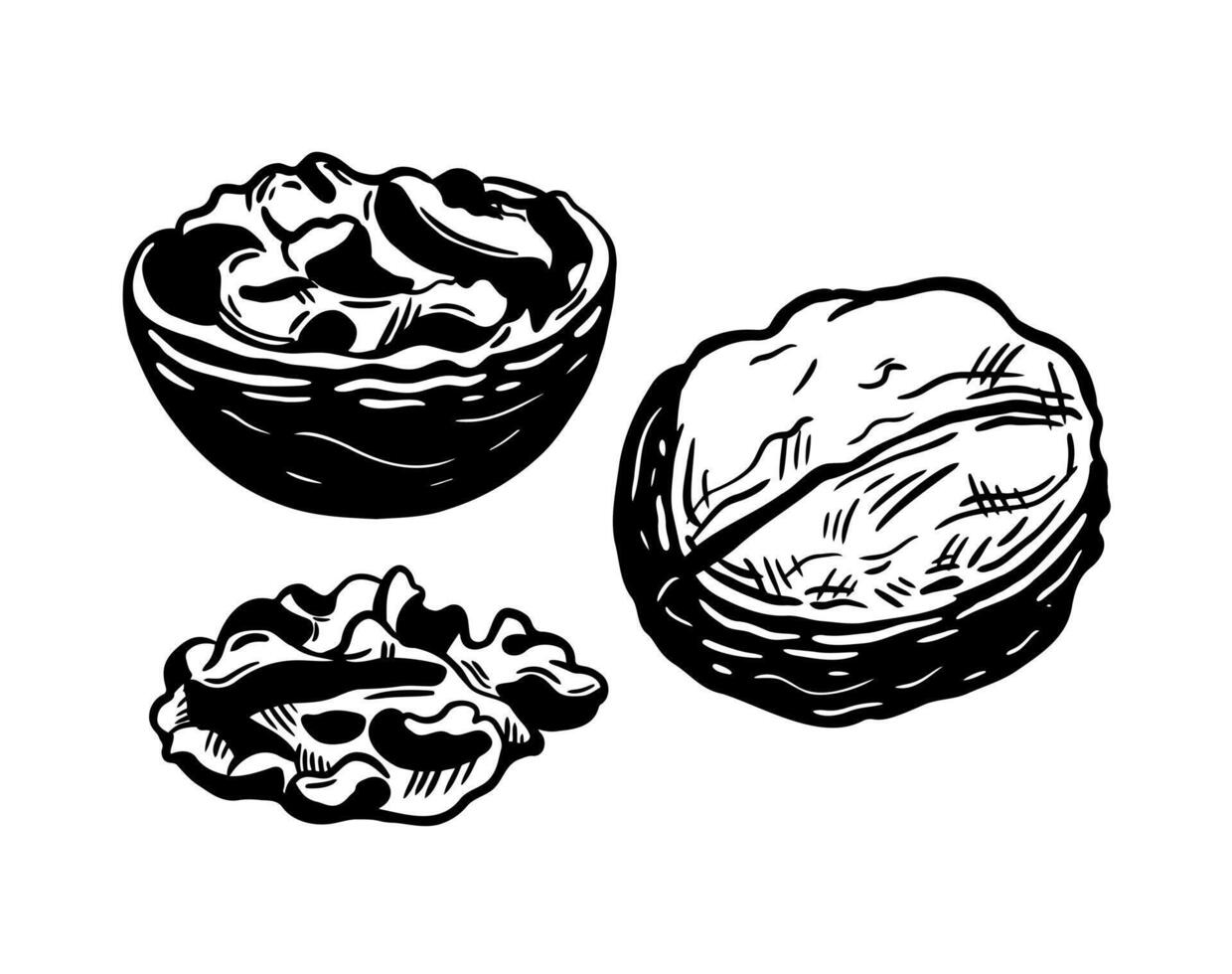 Set of walnuts, stencil style. One whole, half and seed of walnut. Isolated on white background. vector